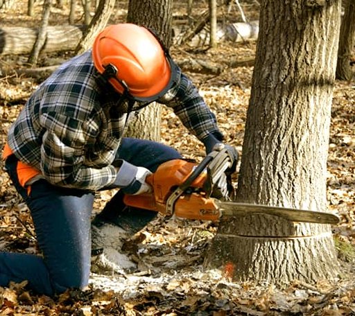 Tree Removal in North Branford, CT
